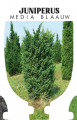 JUNIPERUS X MEDIA BLAAUW