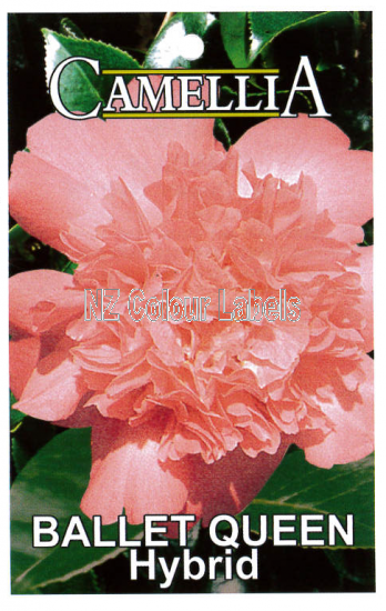 CAMELLIA Ballet Queen Hybrid - Click Image to Close