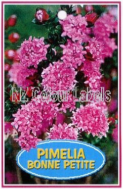 PIMELEA ferruginea Bonne Petite - Click Image to Close