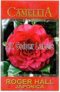 CAMELLIA Roger Hall Japonica - Click Image to Close