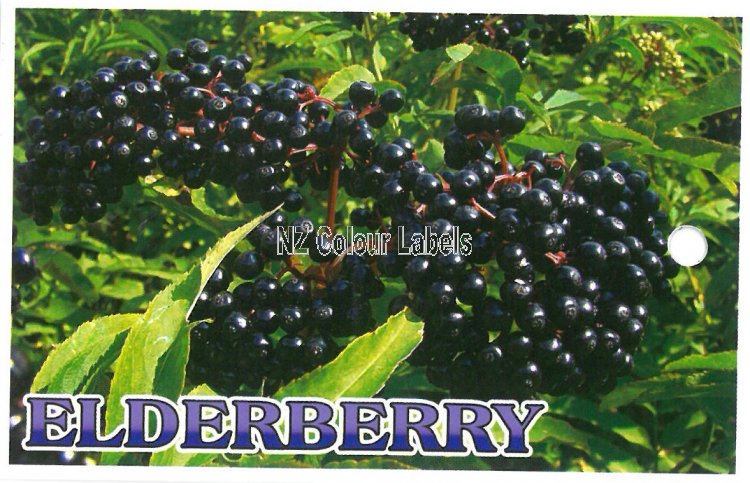 SAMBUCUS - ELDERBERRY - Click Image to Close