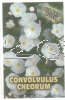 CONVOLVULUS cneorum