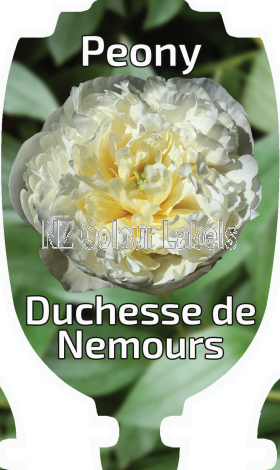 PAEONIA DUCHESSE DE NEMOURS - Click Image to Close