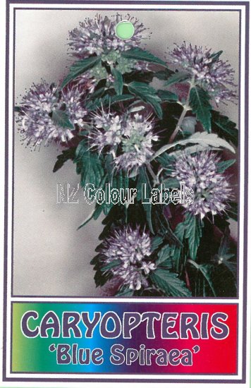 CARYOPTERIS Blue Spiraea - Click Image to Close