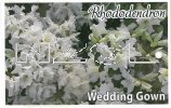 RHODODENDRON Wedding Gown