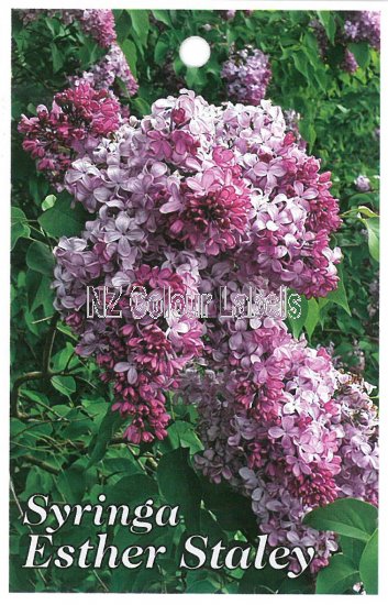 SYRINGA Esther Staley - Click Image to Close