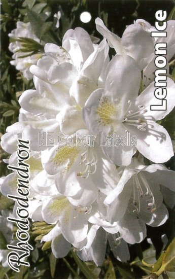 RHODODENDRON Lemon Ice - Click Image to Close