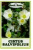 CISTUS salvifolius