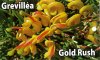 GREVILLEA Gold Rush