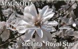 MAGNOLIA stellata 'Royal Star'