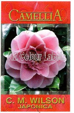 CAMELLIA C.M. Wilson - Click Image to Close