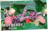 MORUS Plum Pink [Mulberry]