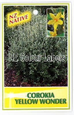 COROKIA Yellow Wonder - Click Image to Close