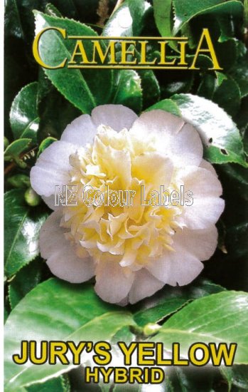 CAMELLIA Jury's Yellow Hybrid - Click Image to Close