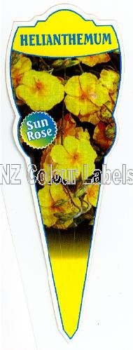 Helianthemum Yellow Sun ROSE - Click Image to Close