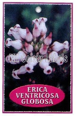 ERICA Ventricosa Globosa - Click Image to Close