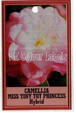 CAMELLIA Miss Tiny Tot Princess Hyb - Click Image to Close