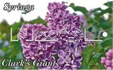 SYRINGA Clarks Giant