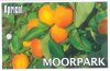 APRICOT Moorpark