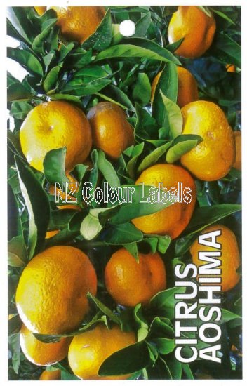 CITRUS Aoshima - Click Image to Close