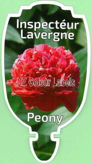 PAEONIA (Peony) Inspecteur Lavergne - Click Image to Close