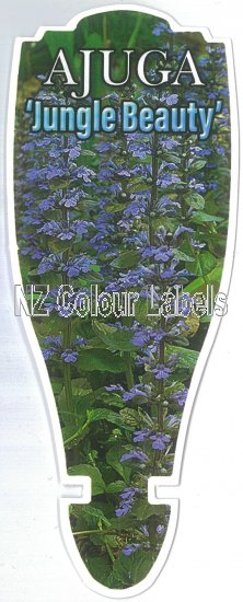 AJUGA Jungle Beauty - Click Image to Close