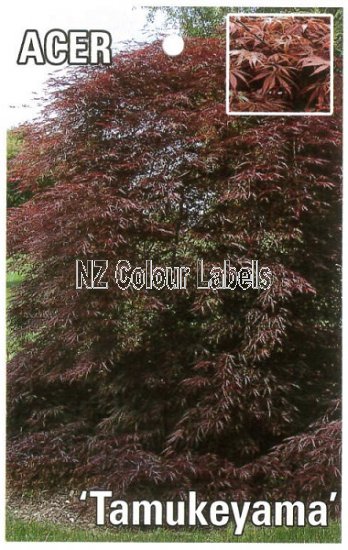 ACER palmatum Tamukeyama - Click Image to Close