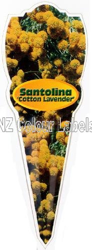 Lavender Cotton Lav.- Santolina Chamaecyparissus - Click Image to Close