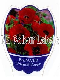 PAPAVER orientale [Oriental Poppy] - Click Image to Close