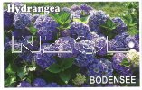 HYDRANGEA Bodensee