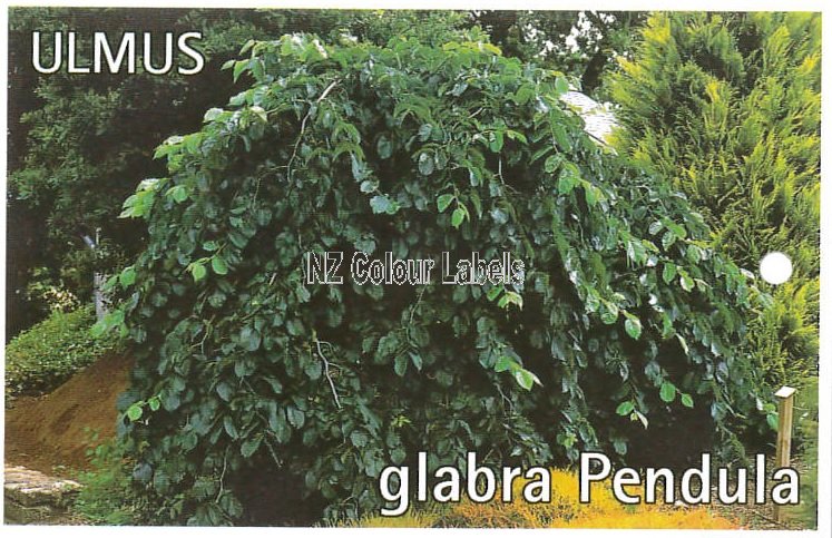 ULMUS glabra pendula - Click Image to Close