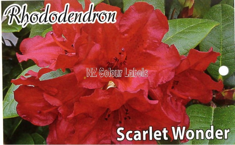 RHODODENDRON Scarlet Wonder - Click Image to Close