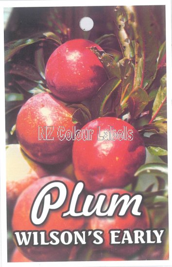 PLUM Wilson's Early - Click Image to Close