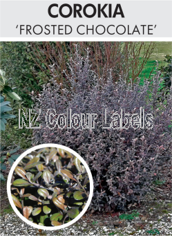 COROKIA Frosted Chocolate - Click Image to Close