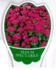 SEDUM spectabile