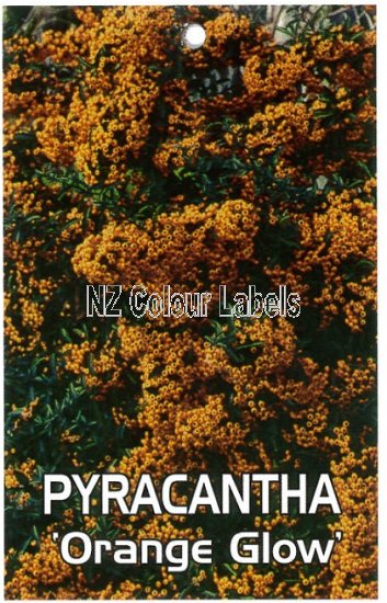 PYRACANTHA Orange Glow - Click Image to Close