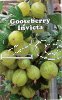 GOOSEBERRY Invicta - Green