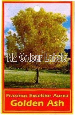 FRAXINUS excelsior Aurea - Click Image to Close