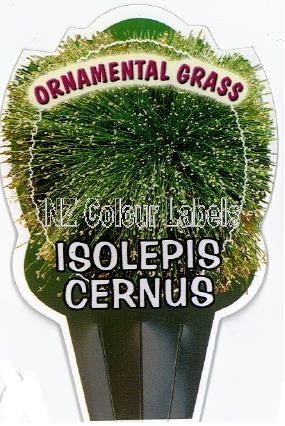 ISOLEPIS cernus - Click Image to Close