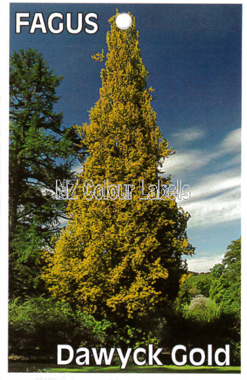 FAGUS Dawyck Gold - Click Image to Close