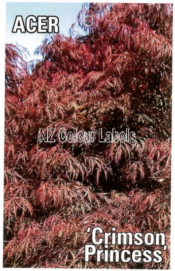 ACER dissectum Crimson Princess - Click Image to Close