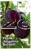 PLUM Angelina Burdett