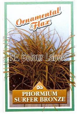 PHORMIUM Surfer Bronze - Click Image to Close