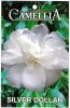 CAMELLIA Silver Dollar