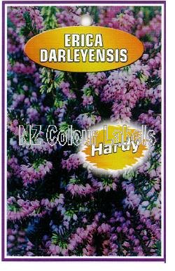 ERICA Darleyensis - Click Image to Close