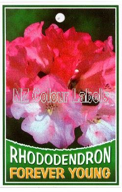 RHODODENDRON Forever Young - Click Image to Close