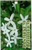 JASMINUM azoricum