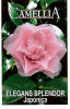 CAMELLIA Elegans Splendour Japonica