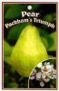 PEAR Packham's Triumph