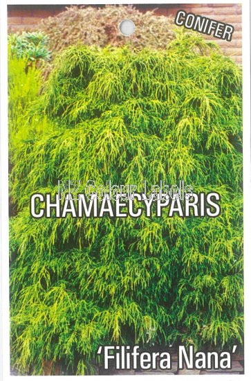 CHAMAECYPARIS pis. Filifera Nana - Click Image to Close